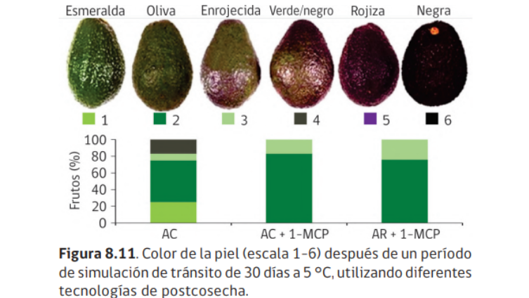 aguacate ppal not.png